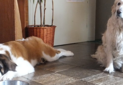 ワンちゃんの宿泊代変更のお知らせ